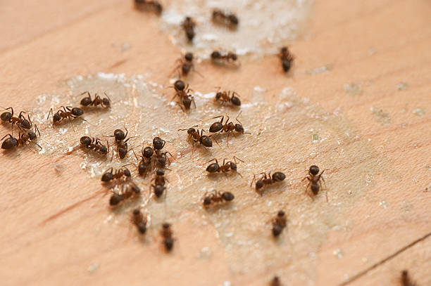 Pest Prevention Services in De Leon, TX