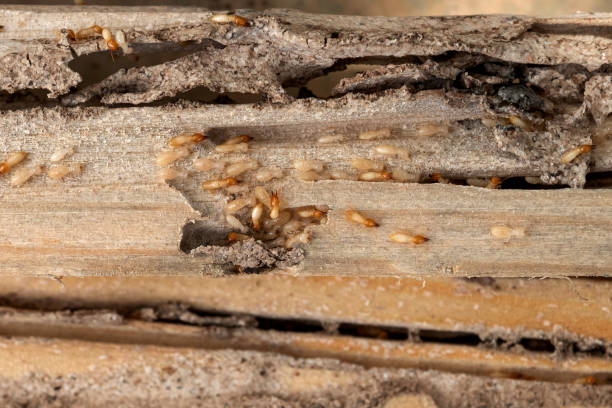 Best Ant Control Services  in De Leon, TX